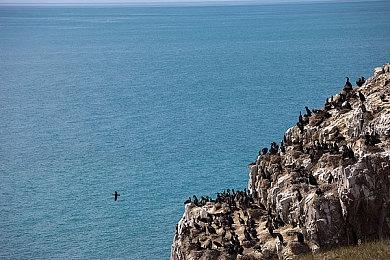 《女神异闻录５ 战略版》“喜多川佑介”预告 11月17日发售